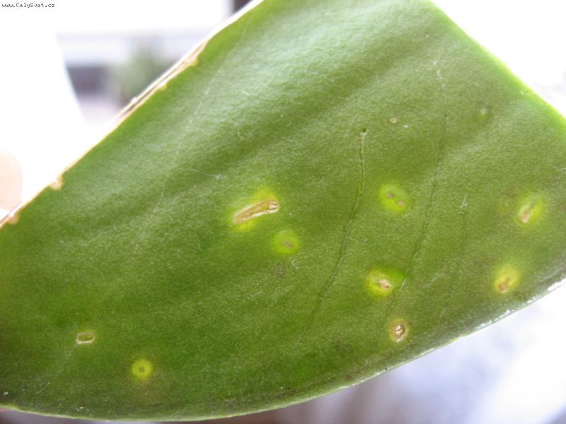 Foto: -Dobr� den, dnes jsem na sv� orchidee (Phalenopsis) objevila jakoby pr�svitn