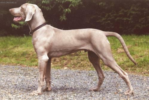 Fotky: Are�sk� brak (foto, obrazky)