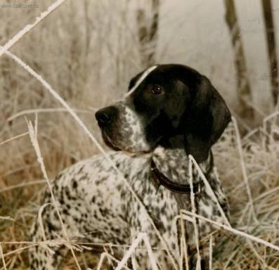 Fotky: Are�sk� brak (foto, obrazky)