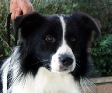 Foto: Border kolie