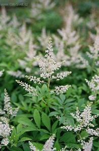 Fotky: �echrava (foto, obrazky)