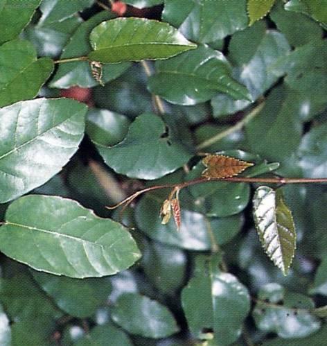 Fotky: Cisus, �umen (foto, obrazky)