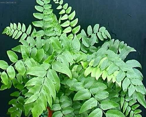 Foto: Cyrtomium, srpovice