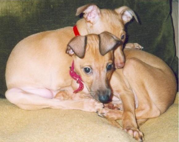 Fotky: Italsk� chrt�k (foto, obrazky)