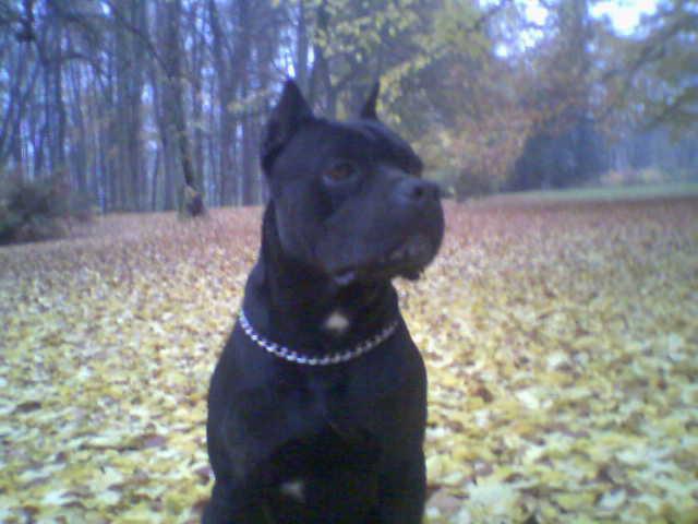 Fotky: Italsk� corso pes (foto, obrazky)