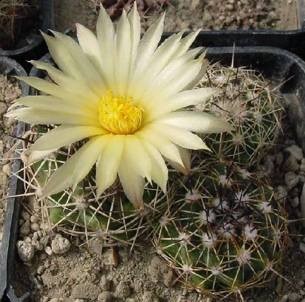 Foto: Kaktus Gymnocalycium