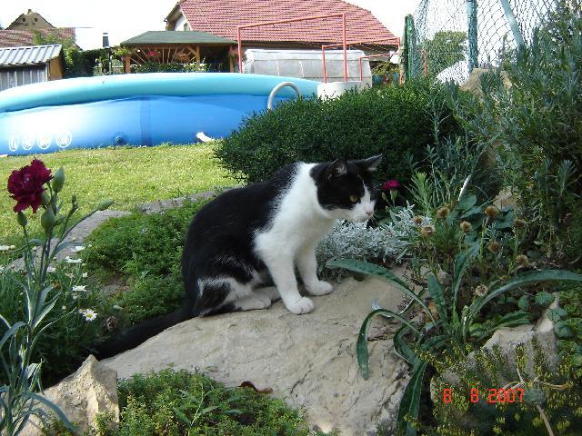 Fotky: Ko�ka dom�c� (foto, obrazky)