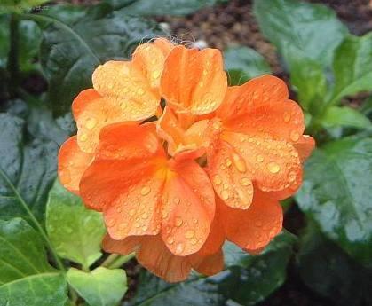 Fotky: Krosandra, t�epenitka (foto, obrazky)