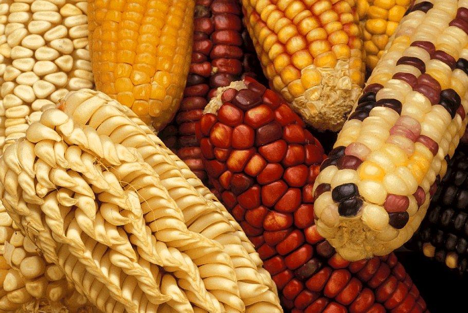 Fotky: Kuku�ice Set� (foto, obrazky)