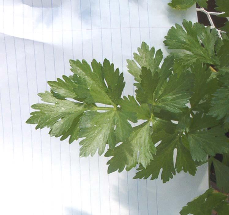 Fotky: Mi��k Celer (foto, obrazky)