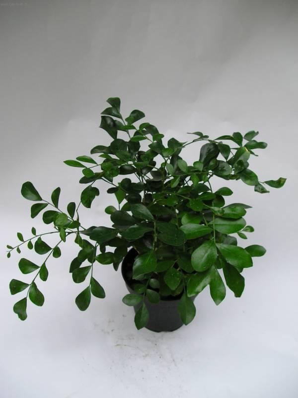 Foto: Murraya-Z vlastn� sb�rky