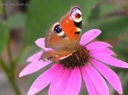 Foto: Puzzle online: Ostatn� 5