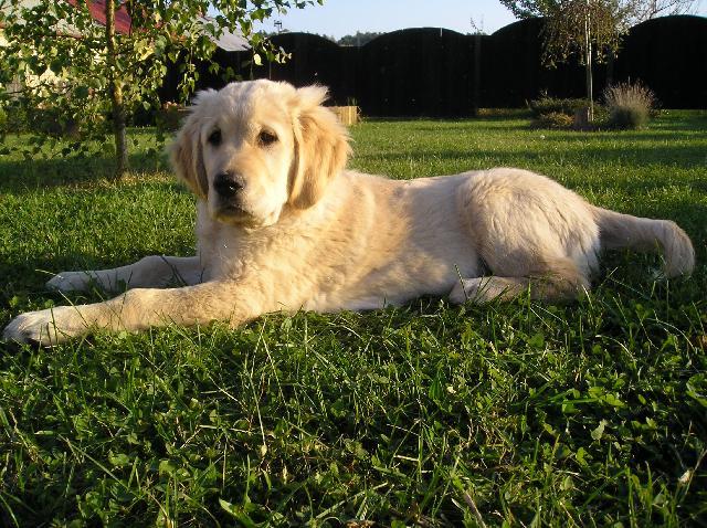 Fotky: Retr�v�i (foto, obrazky)