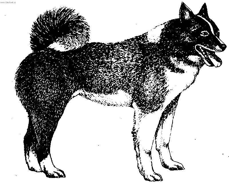 Foto: Ruskoevropsk� lajka-Kresba
