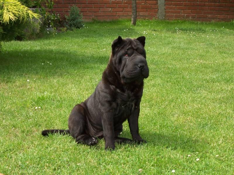 Fotky: �arpej (foto, obrazky)