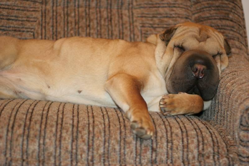 Fotky: �arpej (foto, obrazky)