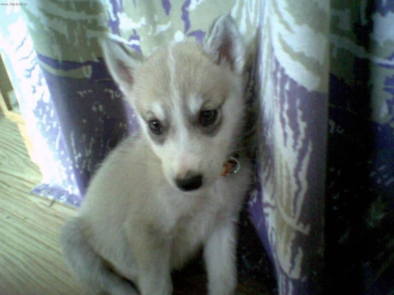 Fotky: Sibi�sk� husky (foto, obrazky)