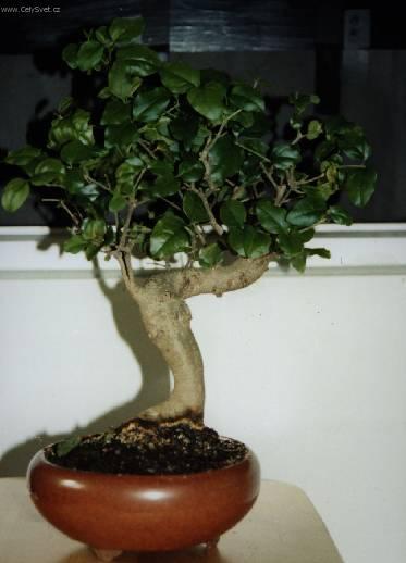 Fotky: Strom tis�ce hv�zd, serisa (foto, obrazky)