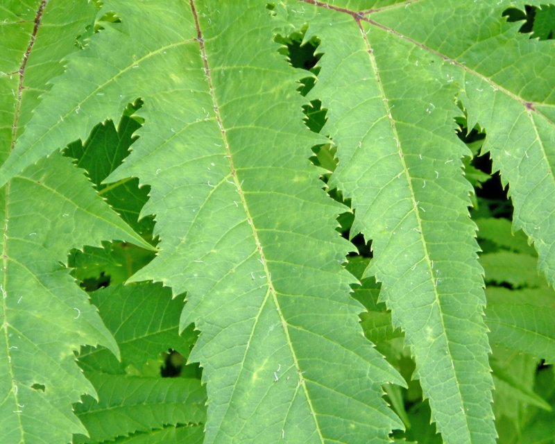 Fotky: �v�dsk� byliny (foto, obrazky)