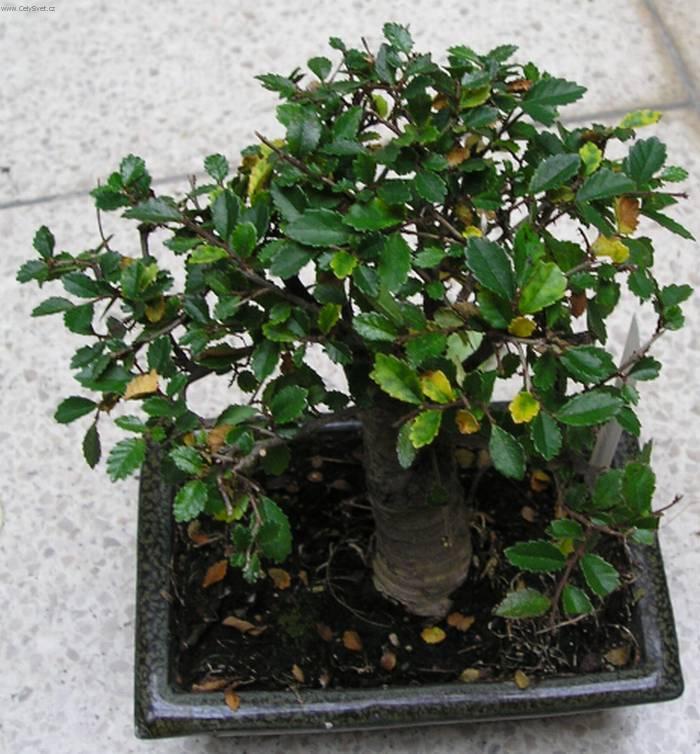 Foto: Zimostr�z-Buxus harlandii 2