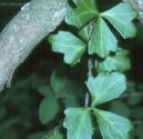 Pokojov rostliny: Popnav rostliny > Cisus, umen (Cissus)