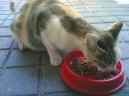 Koky: Veterinrn poradna > Diagnostika gravidity u koky (Gravidity)