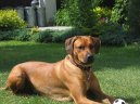 Rhodsk ridgeback, Rhodzsk ridgeback