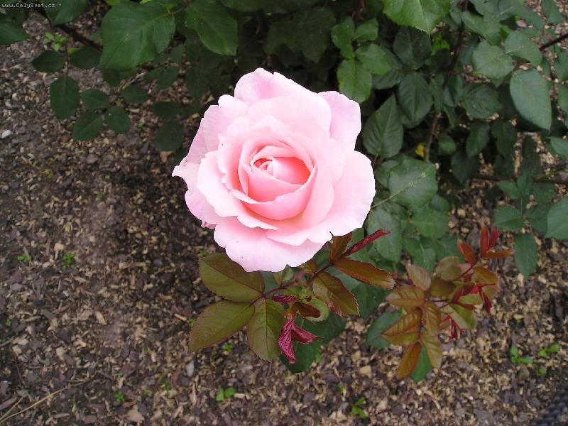 Foto: r��e-jemn� r��ov�