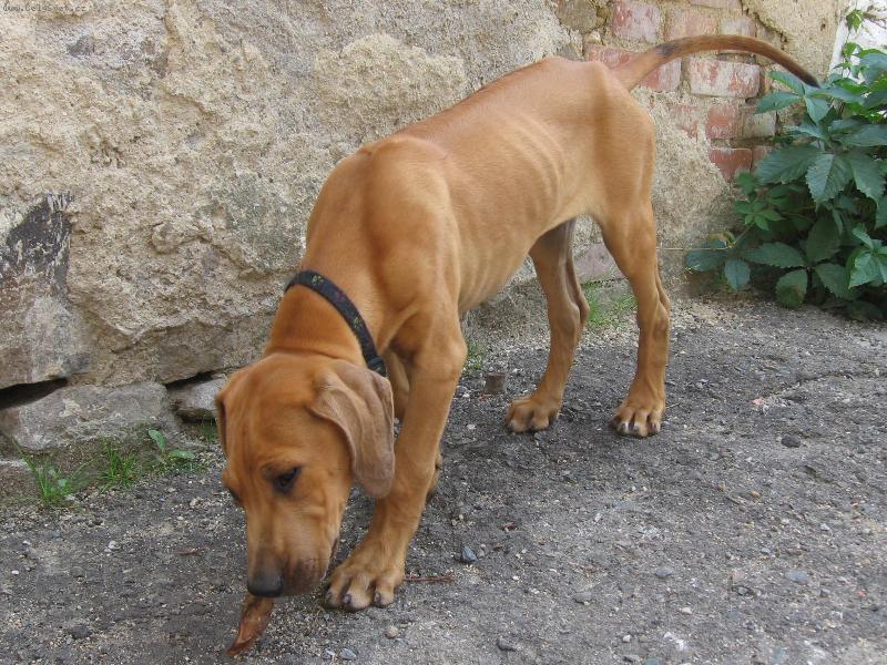Foto: Rocky
