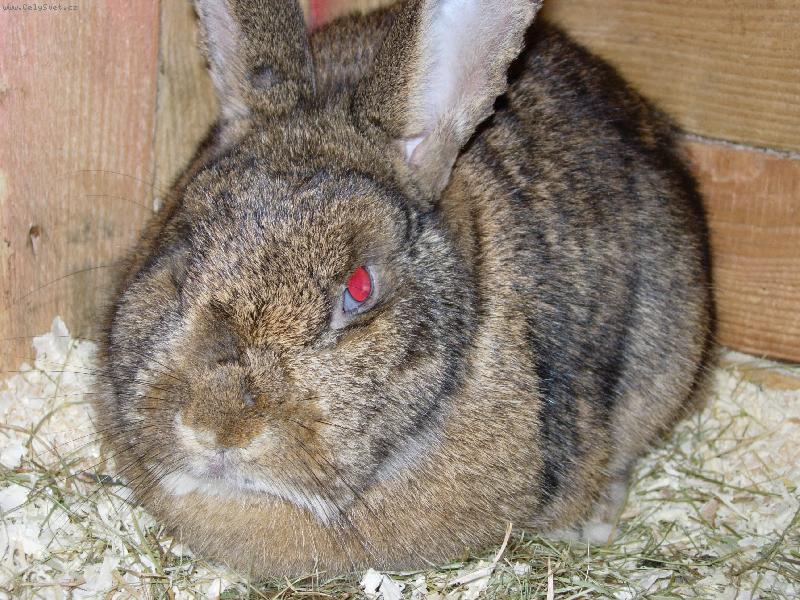 Foto: Kilda-Zakrsl� hermel�n s modr�ma o�ima�zakrsl� beran divoke zbarveni