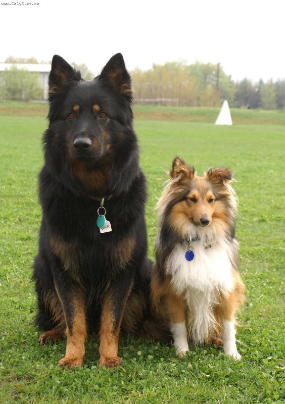 Foto: Gar a Louis-chodsk� pes a �eltie