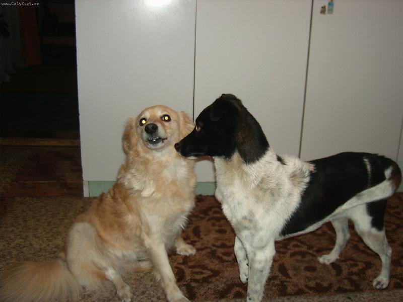 Foto: Rivalky-Kdo je tady p�nem?