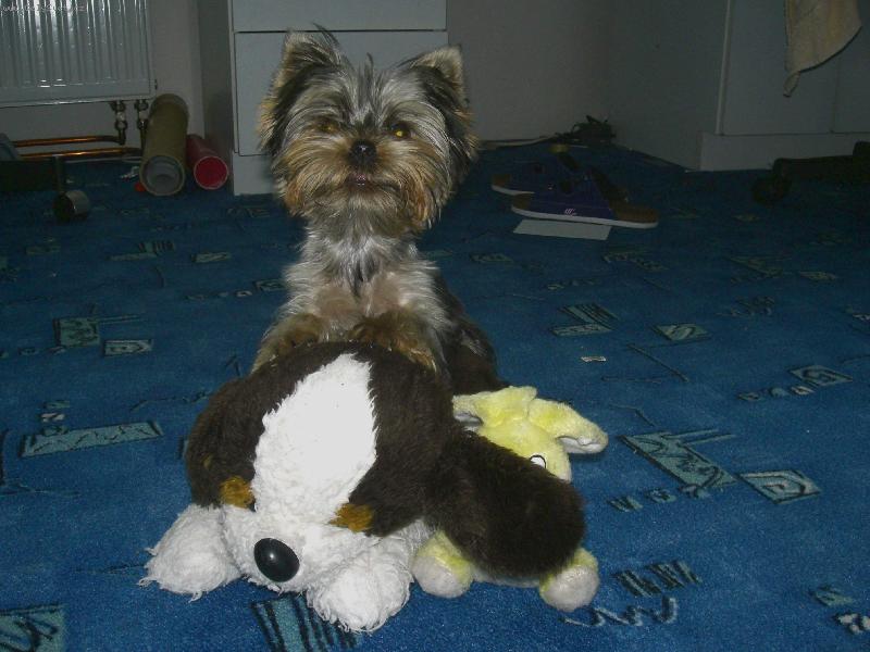 Foto: york��rsk� teri�r