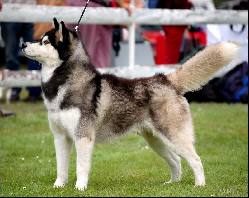 Foto: Nanook