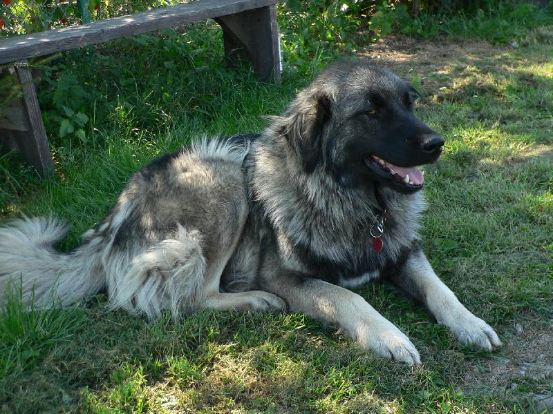 Foto: Bessy 2 roky
