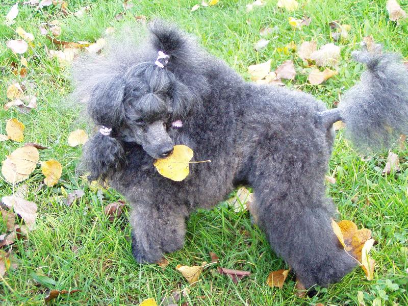 Foto: Ursini Black Narcis