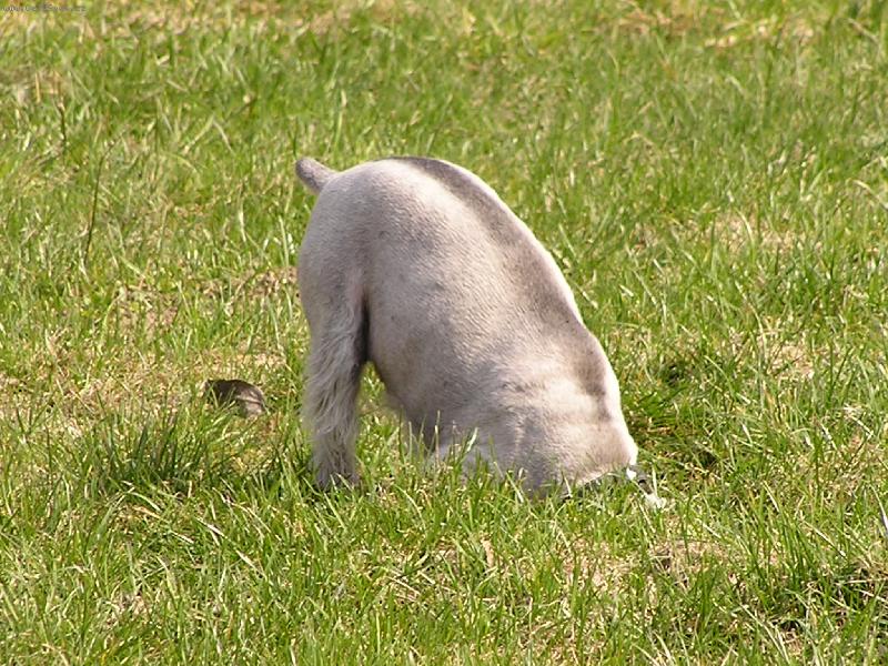 Foto: VIKI-Pes nebo p�tros?