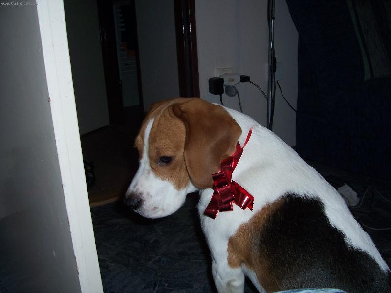 Foto: v�no�n� d�re�ek