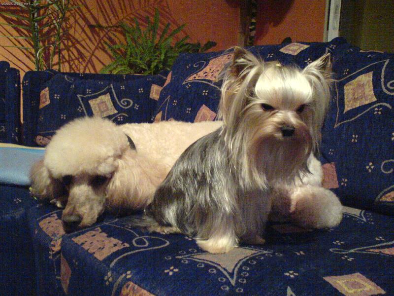 Foto: Jolly a Sam-k�mo�i