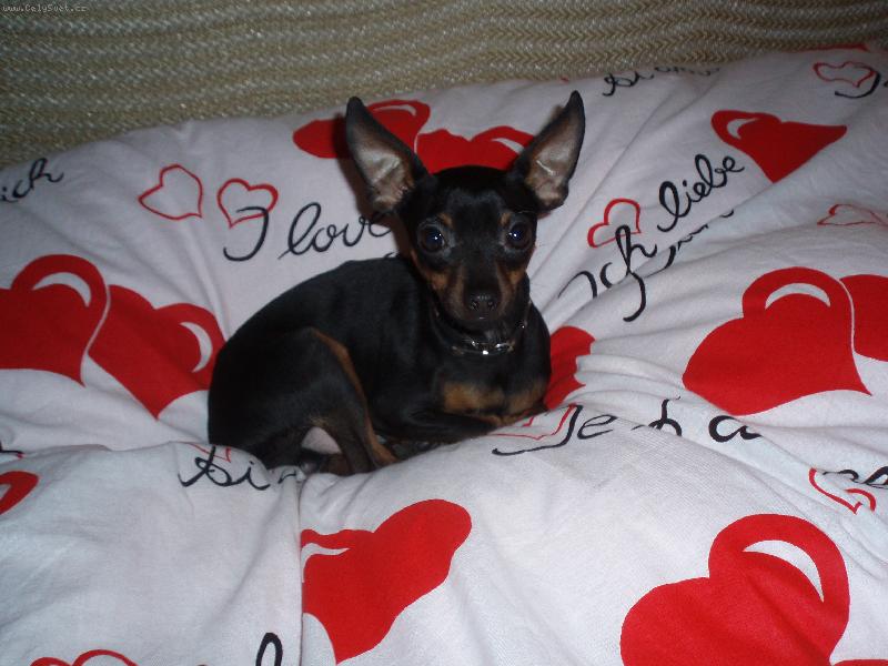 Foto: Srd��ko mezi srd��ky