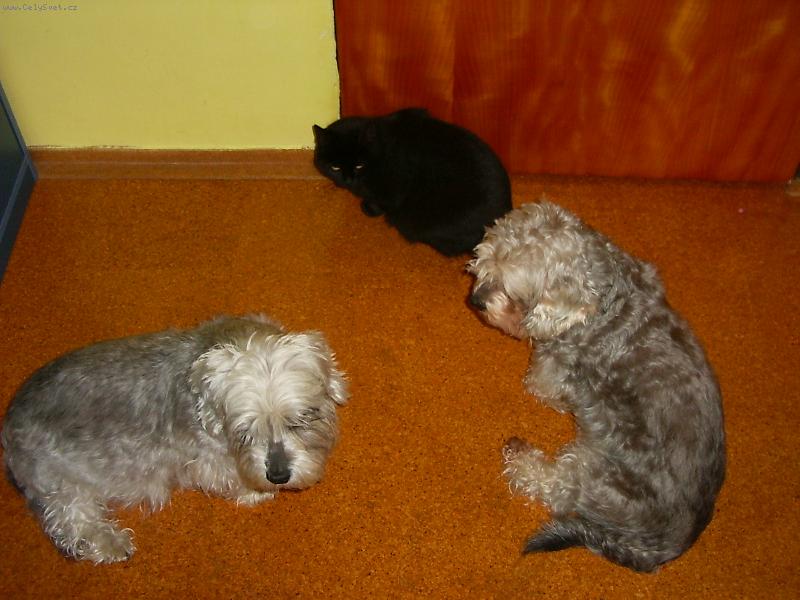 Foto: Ko�i�ko, po� si hr�t-Ko�i�ka nechce....