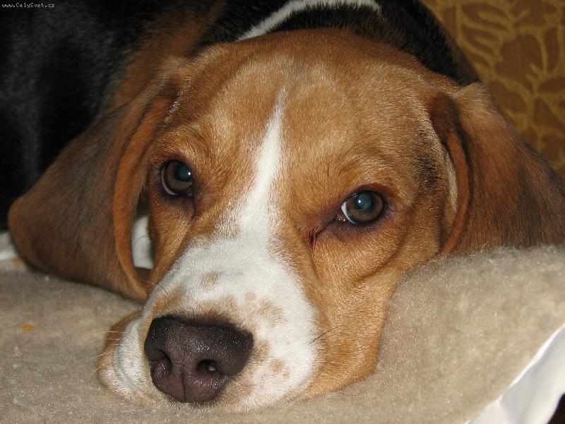 Foto: Sladk� sny-Max�k