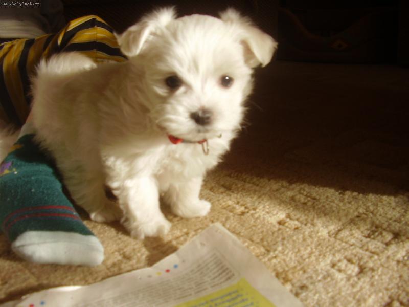 Foto: nase nelinka