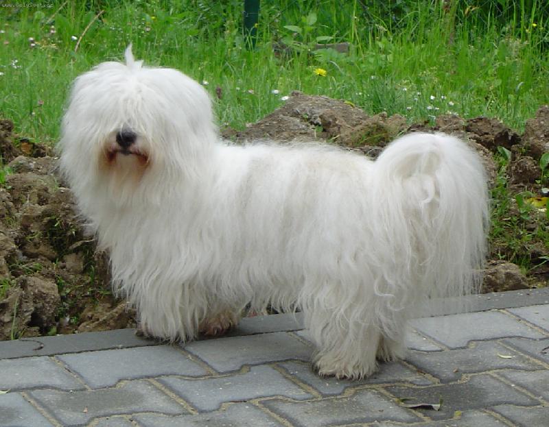 Foto: Coton de Tulear-Ch.Arnold Kr�l Beskyd