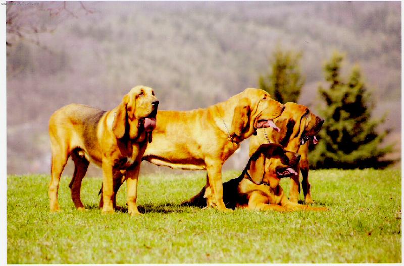 Foto: Chov. stanice ISEB-viz www.iseb.ic.cz