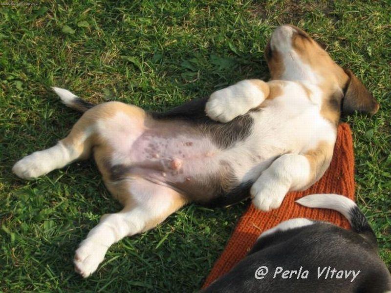 Foto: Sladk� sp�nek Empira