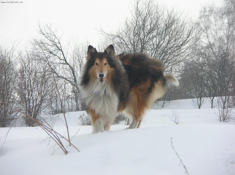 Foto: gino-Sn�ek