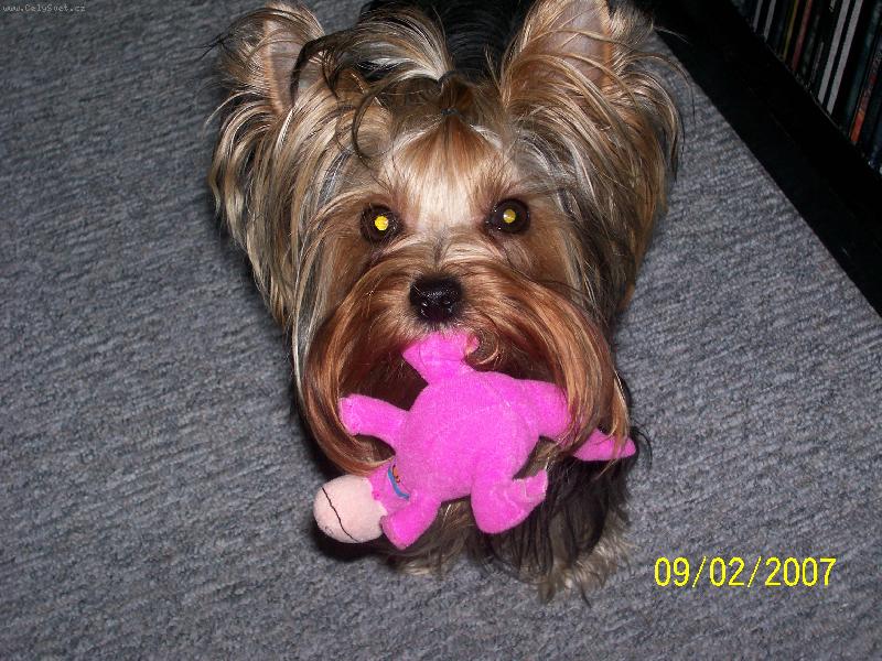 Foto: Bessy