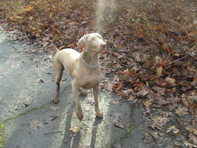 Foto: V�marsk� oha�-Agi