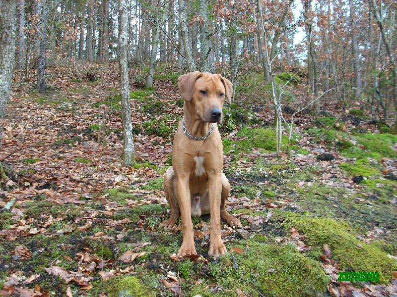 Foto: Rocky-Na proch�zce